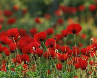 Desktop Wallpaper S Flowers Huge Collection Of Amazing