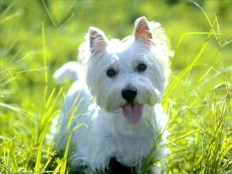 West Highland White Terrier Westie