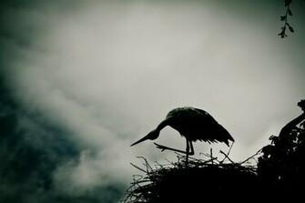 Stork Wallpaper