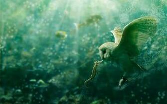 Underwater Wallpaper Animals Horses HD Desktop