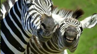 Awesome Animals Wallpaper