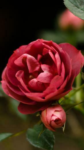 Apple Ios Flower Wallpaper