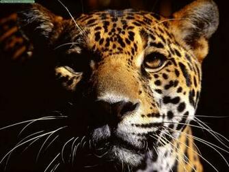 Leopardos Y Jaguares
