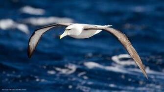 Albatross Shy Flight Bird HD Widescreen Wallpaper Birds Background