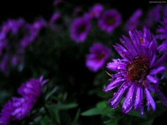 Purple Flowers Desktop Pc And Mac Wallpaper