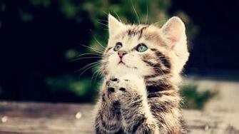 Cute Cat Image HD Wallpaper Res