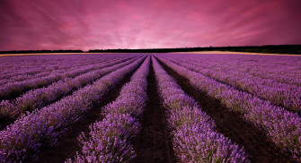 Lavender Wallpaper Image Photos Picture
