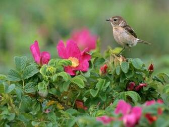 Go Back Image For Wild Birds Wallpaper