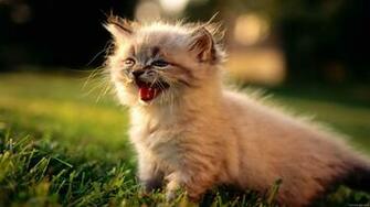 Cats Wallpaper HD Desktop