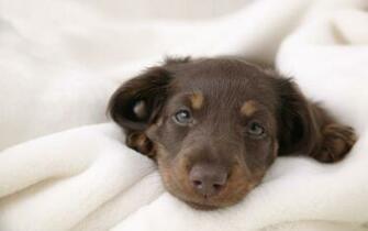 Miniature Dachshund Puppies Wallpaper Puppy No