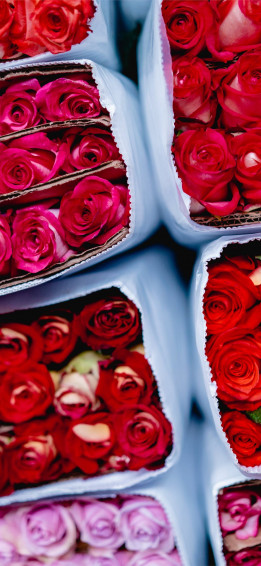 Roses iPhone Wallpaper