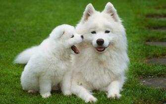 Beautiful HD Puppies Dogs Wallpaper Desktop