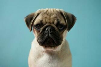 Pug Puppy Against Blue Background Photograph By Reggie Casagrande