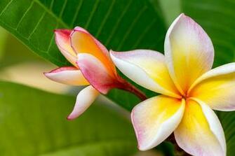 Plumeria HD Wallpaper