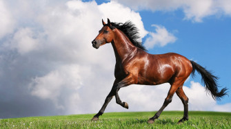 Horses Wallpaper