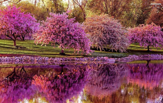 Wallpaper Forest Nature Park River Photo Sakura Image For