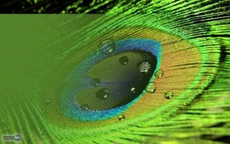 Wallpaper Background Peacock Desktop Feather