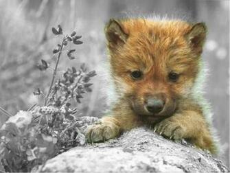 Cute Wolf Zone Image HD Wallpaper And Background Photos