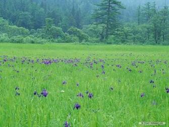Wallpaper Nature Season Summer