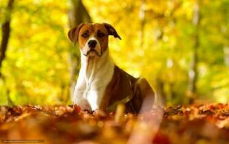 Wallpaper Dog Autumn Nature Desktop In The
