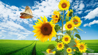 Sunflowers And Butterfly HD Wallpaper