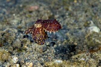 Blue Ringed Octopus Image Crazy Gallery