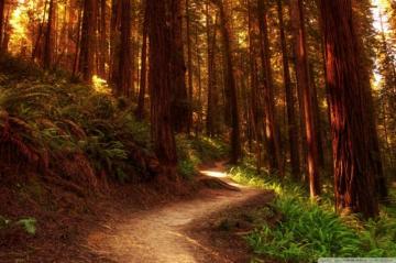 Redwood Trees Ultra HD Desktop Background Wallpaper For 4k UHD Tv
