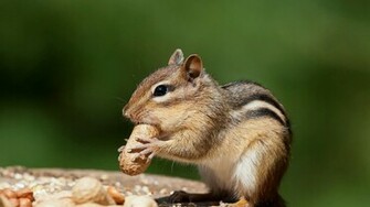 Chipmunk Wallpaper