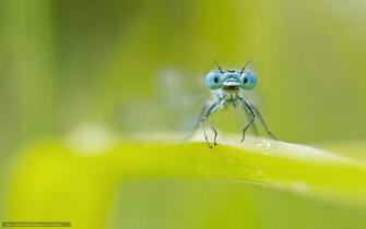 Wallpaper Macro Dragonfly Green Summer Desktop
