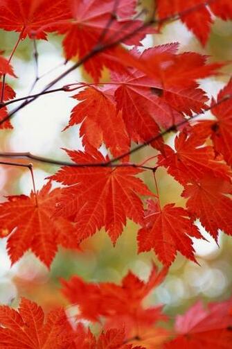 Nature Cell Phone Wallpaper HD Mobile Img