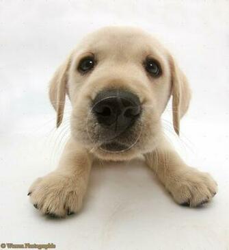 Yellow Labrador Retriever Puppy White Background Photo Shared By