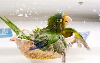 Lovely Wallpaper Little Cute Animals