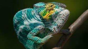 Panther Chameleon Wallpaper African Chameleons Panthers