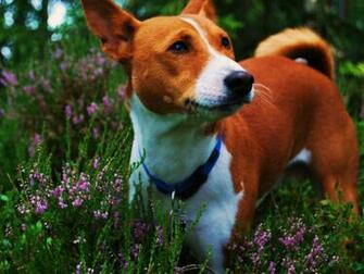 Basenji Breed Dog Among Flowers Wallpaper And Image
