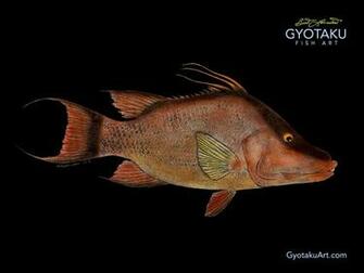 Gyotaku S And Wallpaper