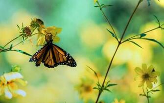 Butterfly Background Wallpaper HD Background Desktop