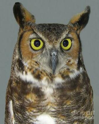 Hoot Owl Im Looking At You Merton Allen Jpg 20owl