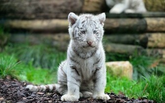 White Tiger Cub Widescreen Wallpaper