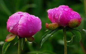Mayflower God Peony Desktop Wallpaper Flower
