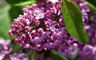 Flowers Purple Lilac High Quality Background Pictures