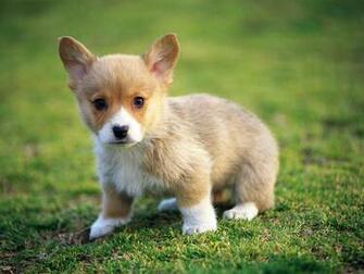 Best Animal Pictures And Wallpaper Pulpy Pics