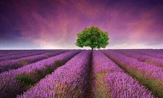 Best Of Nature Live Wallpaper Screenshot