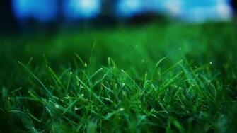 Close Up Grass Wallpaper HD