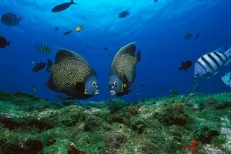 Fish In Aquarium Wallpaper Beautiful Background