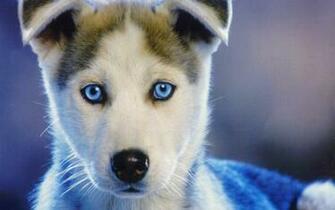 Siberian Husky Puppy Puppies Wallpaper