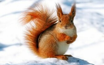 Squirrel Wallpaper