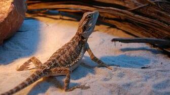 Bearded Dragon Nero By Mig26