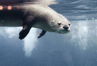 Otters Underwater Wallpaper