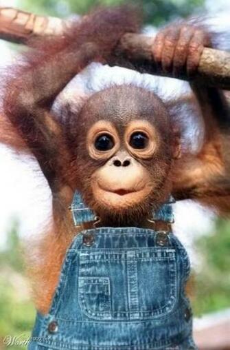 The Cutest Face Ever Baby Wallpaper