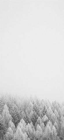 Snow Covered Trees During Daytime Grey Black And White Nature